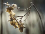 Below-freezing temperatures created a frosty landscape across Clark County on Thursday morning, and slick road conditions in places.