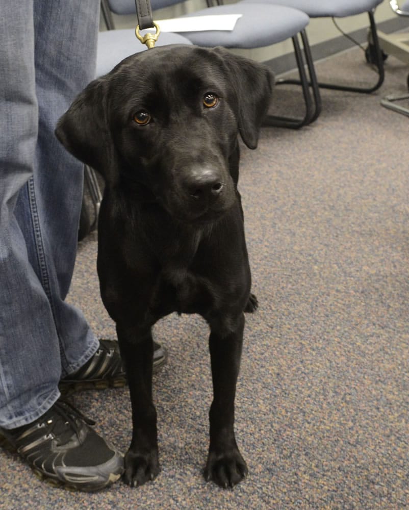 The Clark-Vancouver Regional Drug Task Force swore Piper, a 2-year-old black Lab, on Wednesday. Piper is the first drug detection dog the task force has had since 2001.