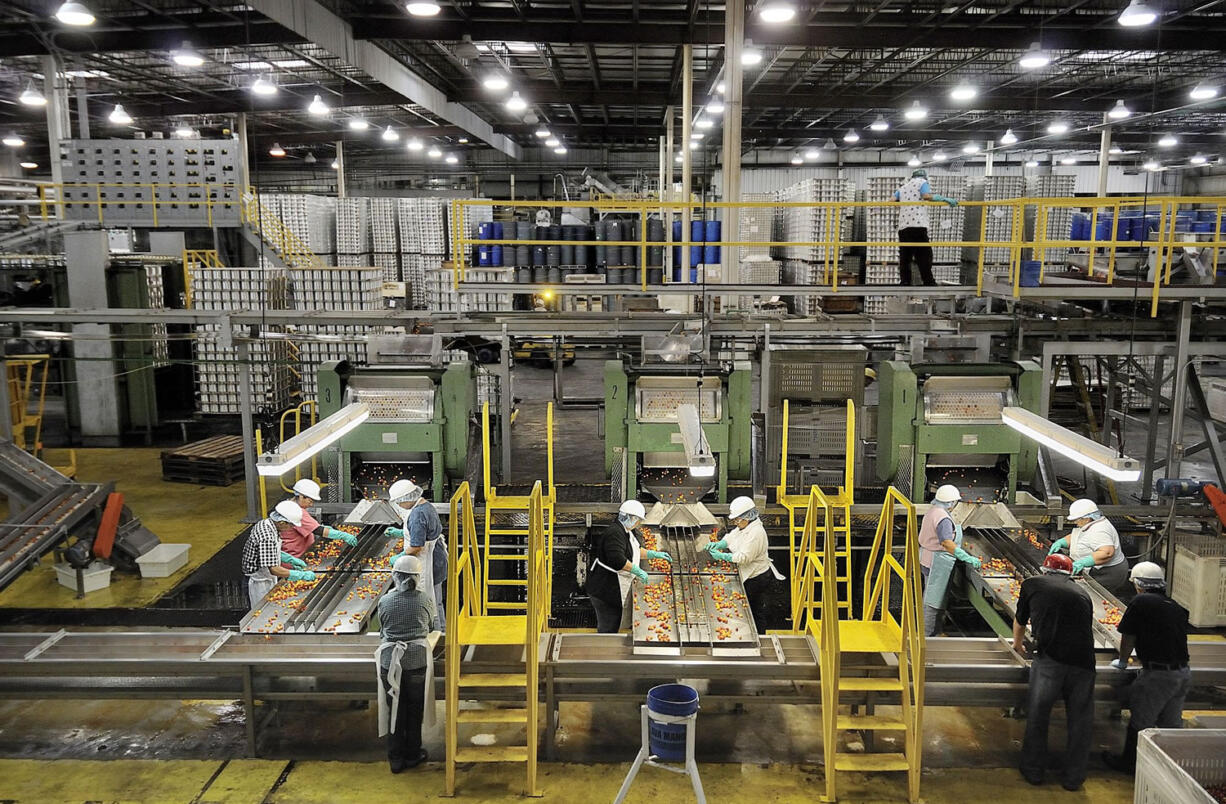 Workers can cherries Monday at Northwest Packing, a division of Neil Jones Food Co.