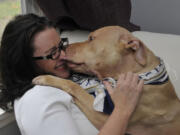 Vancouver resident Avery Kennedy gets kisses Wednesday from her new pit bull, Cutty, whom she adopted Oct. 27 after the dog spent three years at a Washougal animal shelter.