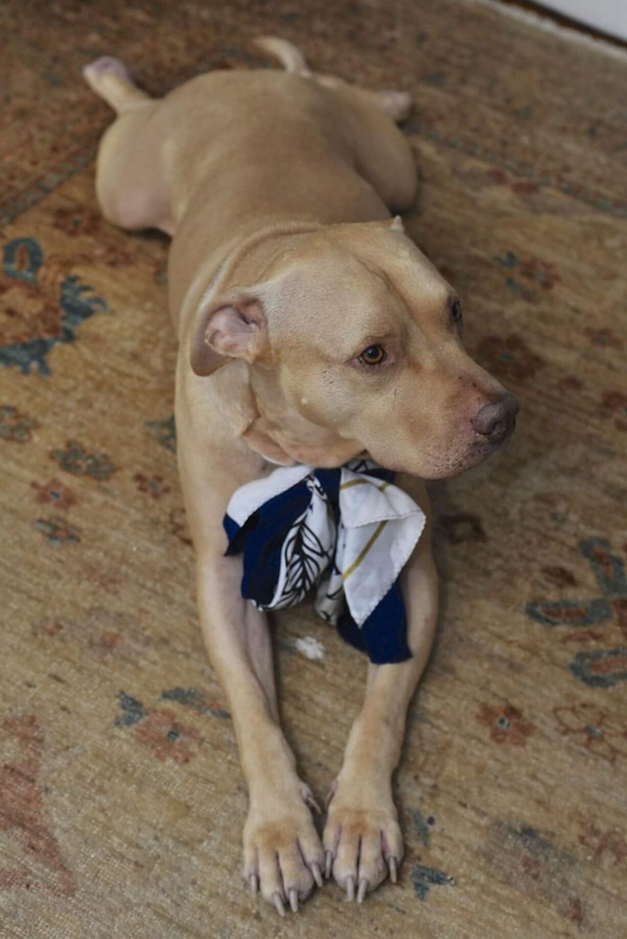 Cutty relaxes Wednesday at his new home in Vancouver after spending three years waiting to be adopted at the West Columbian Gorge Humane Society.