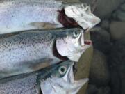 The rainbow trout in Swift Reservoir on the upper North Fork of the Lewis River are averaging 13 inches this November.