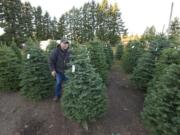 Joe Beaudoin, owner of Joe's Place Farms, checks the health of Christmas trees he is preparing for sale at his farm.