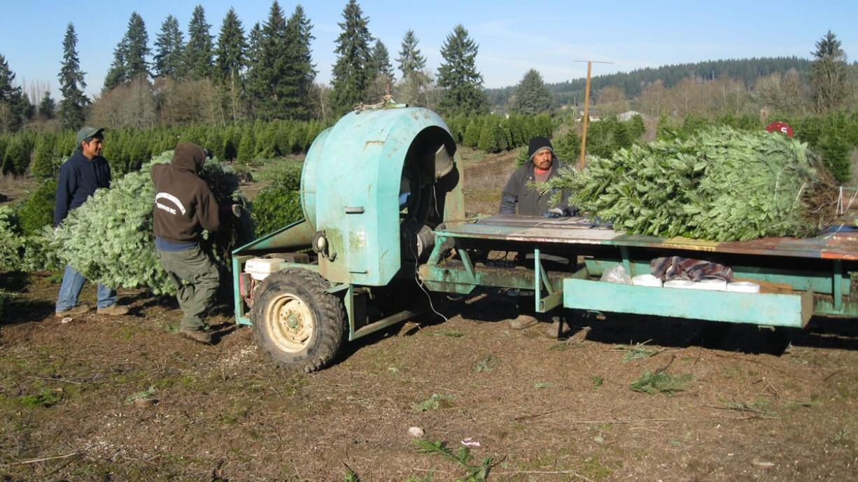 La Center: Workers bundle grand fir trees on Nov. 24 at La Center Farms.