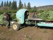 La Center: Workers bundle grand fir trees on Nov. 24 at La Center Farms.