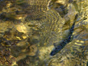 A just-released, hatchery-reared chinook salmon smolt finds an eddy out of the swift Wind River before being swept downstream in his introduction to real life in April 2000.