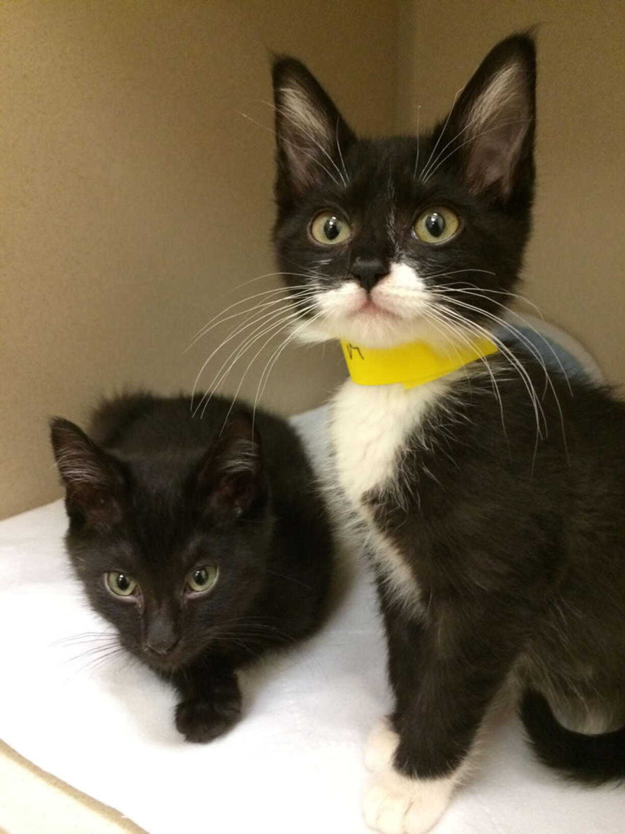 HUMANE SOCIETY FOR SOUTHWEST WASHINGTON 
 New kittens are available for adoption today at the Humane Society for Southwest Washington. The shelter is open from noon to 4 p.m. today.