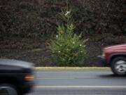 For the last several years, a Christmas elf or group of elves has decorated trees lining the north side of Padden Parkway, just east of Northeast 94th Avenue.