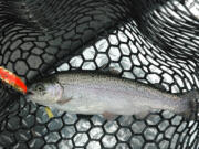 The rainbow trout stocked for Black Friday average 15 to 16 inches in length.