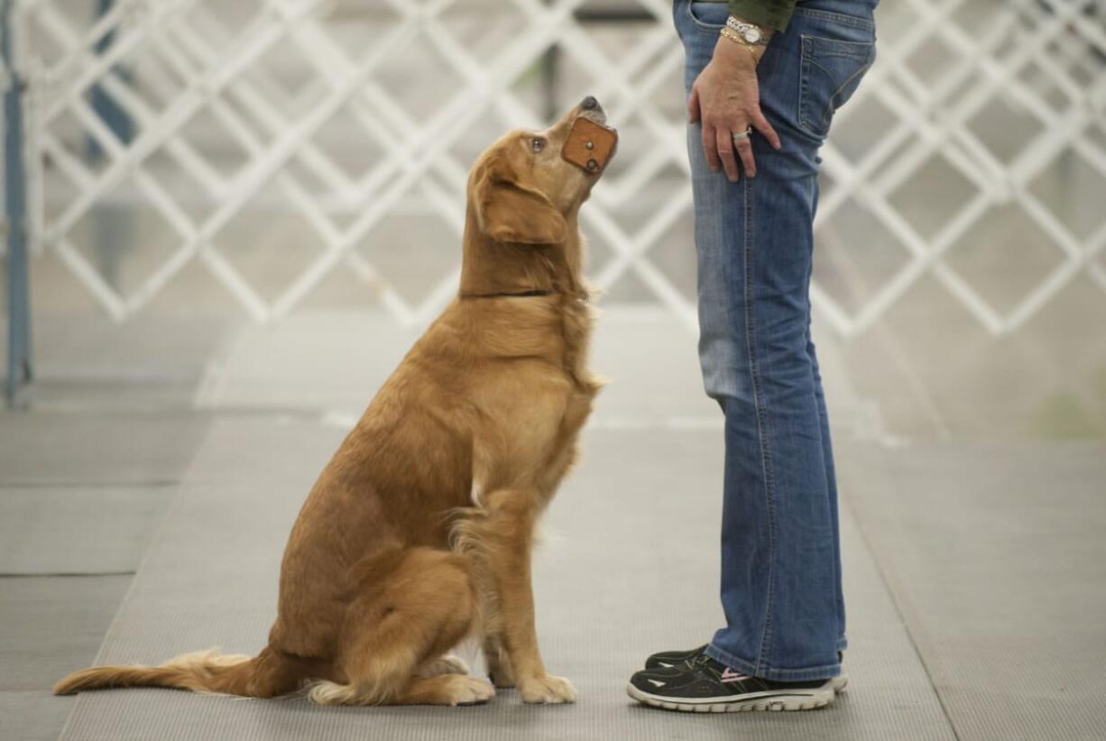 A golden retriever named Elle hands her owner an object with the owner&#039;s scent on it as part of a competition at a dog show Sunday at the Clark County Event Center at the Fairgrounds.