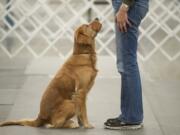 A golden retriever named Elle hands her owner an object with the owner&#039;s scent on it as part of a competition at a dog show Sunday at the Clark County Event Center at the Fairgrounds.