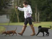 Maggie Ferdig walks her dogs Stewie, left, and Z.J. at LeRoy Haagen Park.