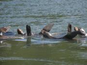 These sea lions were photographed in 2014 following the smelt run in the Lewis River.