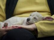 Moe was up for adoption at the Humane Society for Southwest Washington booth at the Clark County Holiday Gift Fair on Sunday. Stacey Graham, president of the society, held him as he napped. There were no takers, so he's available for a $350 fee.