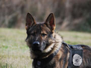 Vancouver Police Department K-9 Ivar will receive a gunshot- and stab-resistant vest thanks to a donation.