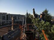 Cody Taplin of St. Mary&#039;s Services gets a bird&#039;s-eye view of downtown Vancouver while hanging Christmas tree lights Wednesday morning in Esther Short Park. The tree will be illuminated Friday.