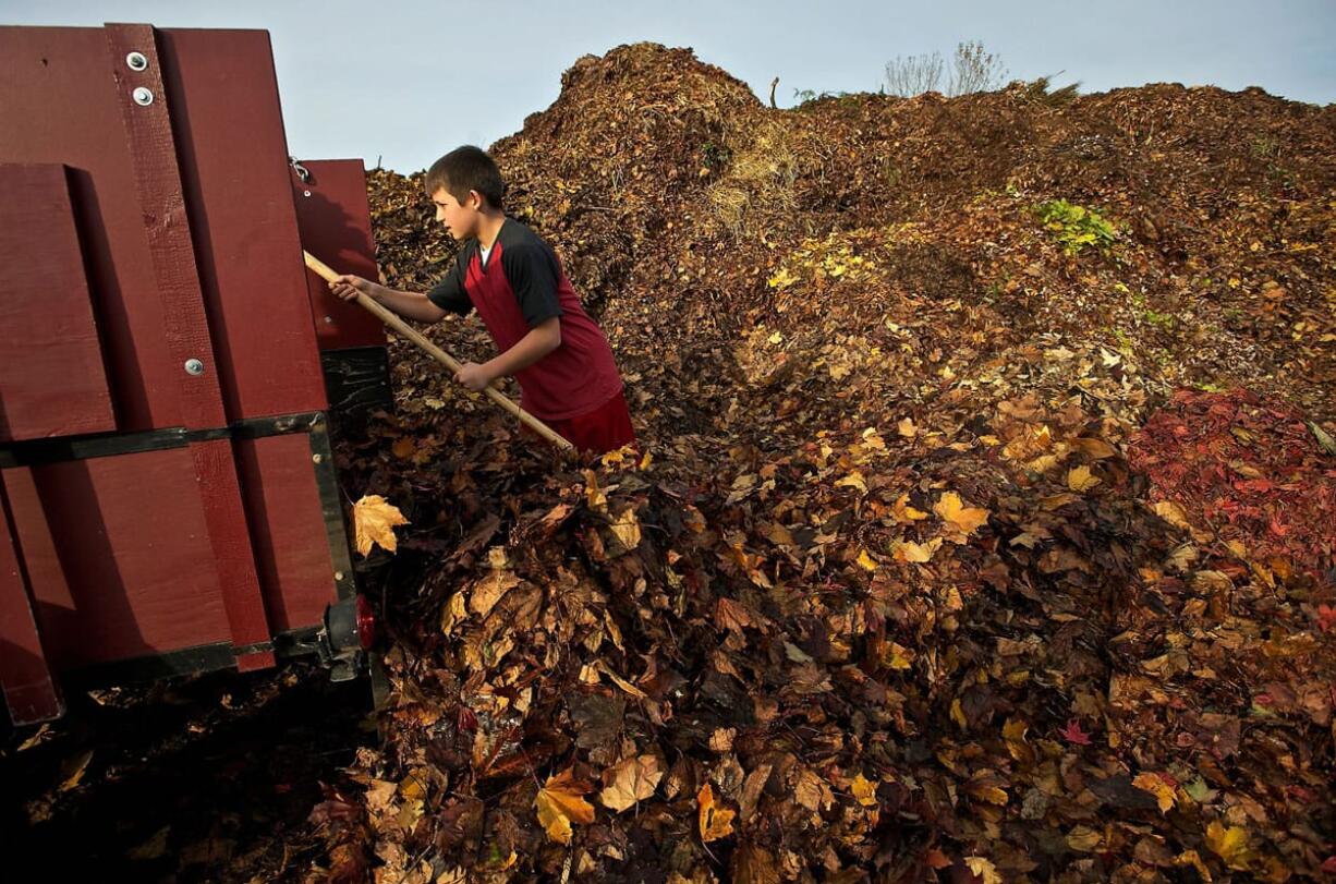 Brady Reitzenstein, 13, helps his father Brad Reitzenstein and cousin Blake Prigge, 12, drop off leaves at H&amp;H Recycling on Sunday.  The three collected the leaves from their grandmother's west Vancouver home. The free leaf program lasts until Dec.