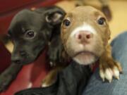 Two puppies lunge for the camera lens Wednesday at the Humane Society for Southwest Washington, which is launching a new fundraiser next month with visits to holiday parties from adoptable animals.