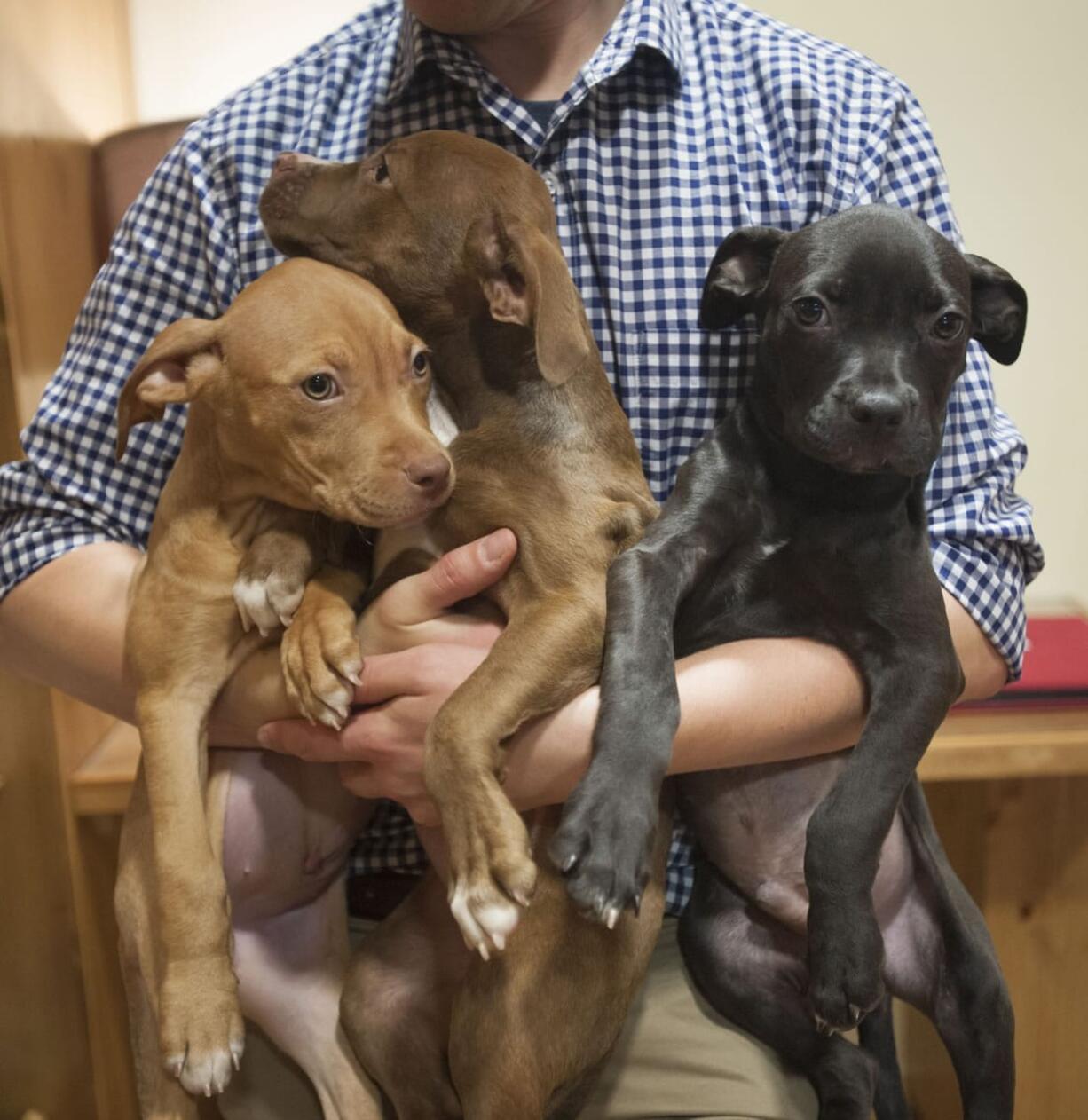 An employee at the Humane Society for Southwest Washington holds an armload of 10-week-old puppy siblings that were transported to the shelter from California. They probably will be adopted quickly, but other puppies and kittens will take part in the Cuddle Squad.