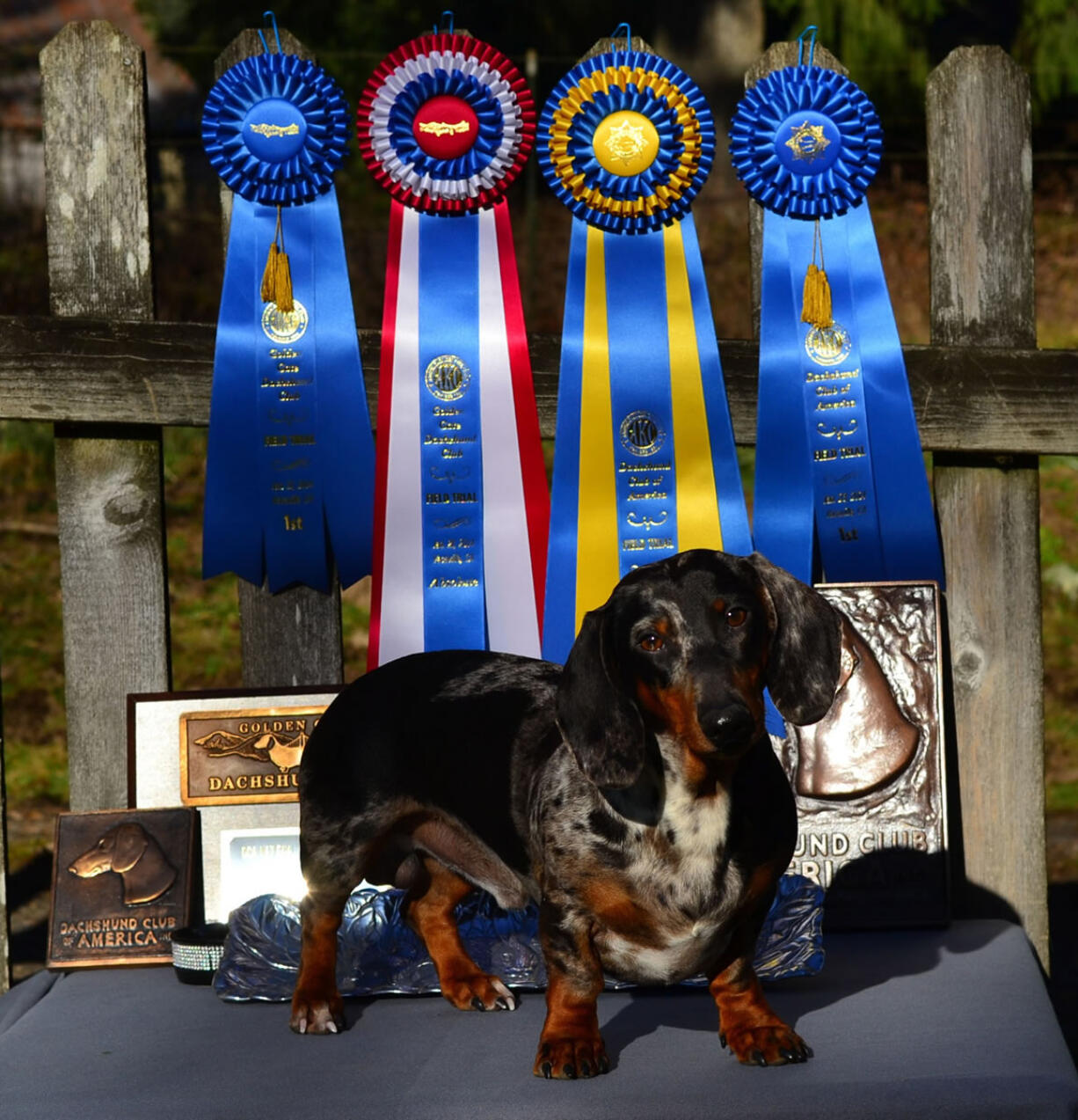 La Center: Spot poses with the awards he won with owner Laura Stutts, from La Center, at the 2014 Dachshund Club of America's National Field Trials in January in Vacaville, Calif.