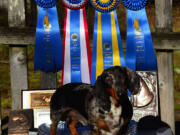 La Center: Spot poses with the awards he won with owner Laura Stutts, from La Center, at the 2014 Dachshund Club of America's National Field Trials in January in Vacaville, Calif.