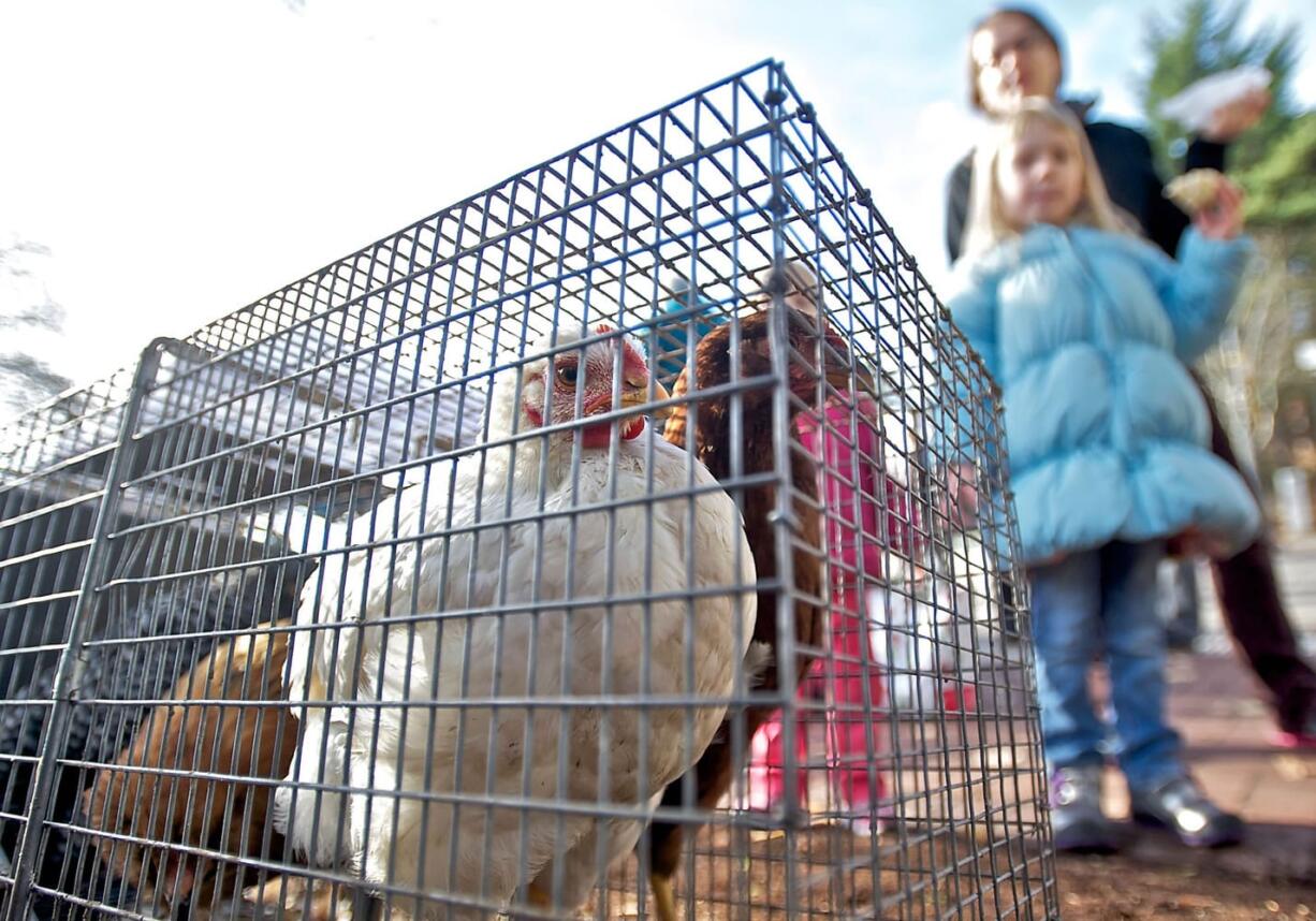 Judit Torrents of Vancouver and her daughters Ona, 5, right, and Emma, 2, look at Little Farms chickens from Centerville at the annual Harvest Market Saturday in downtown Vancouver.