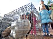 Judit Torrents of Vancouver and her daughters Ona, 5, right, and Emma, 2, look at Little Farms chickens from Centerville at the annual Harvest Market Saturday in downtown Vancouver.