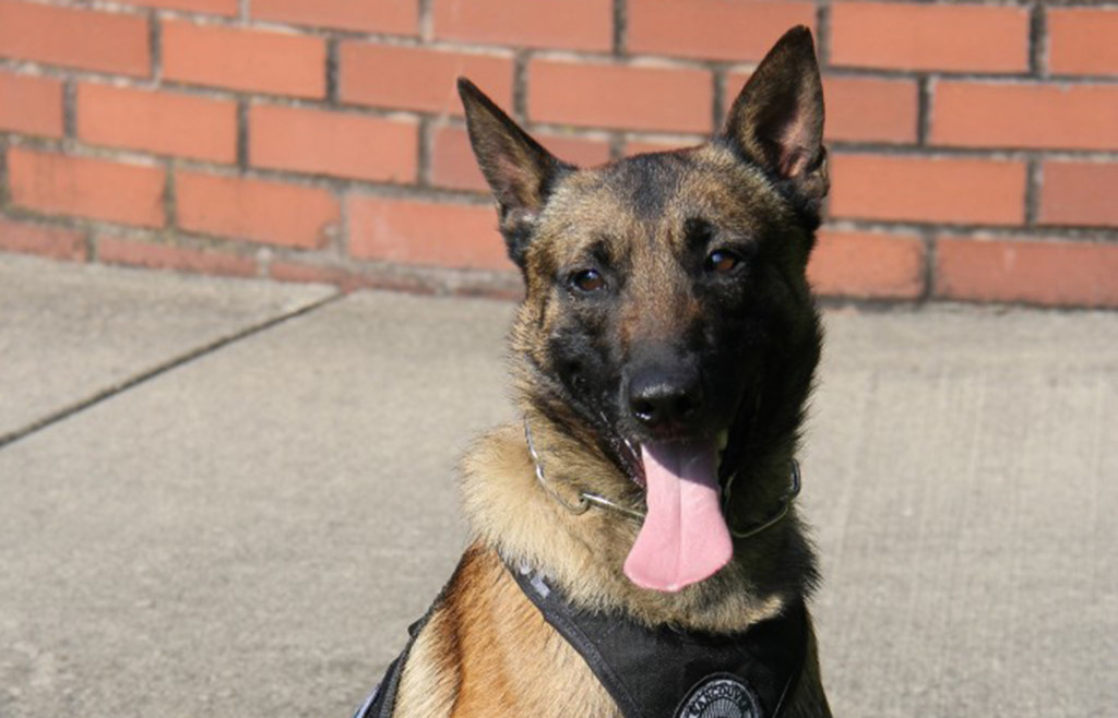 K-9 officer Tripp, new to the Vancouver Police Department this year, will receive a vest to protect him from bullets and knives.