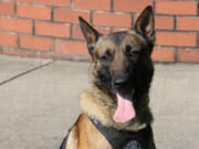 K-9 officer Tripp, new to the Vancouver Police Department this year, will receive a vest to protect him from bullets and knives.