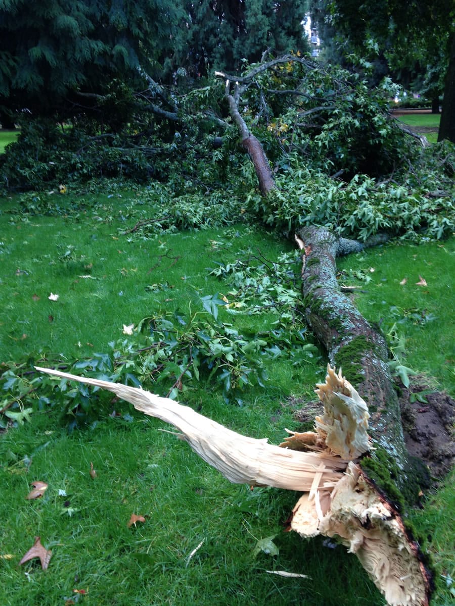 A late-September storm severely damaged three sweetgum trees in Esther Short Park.