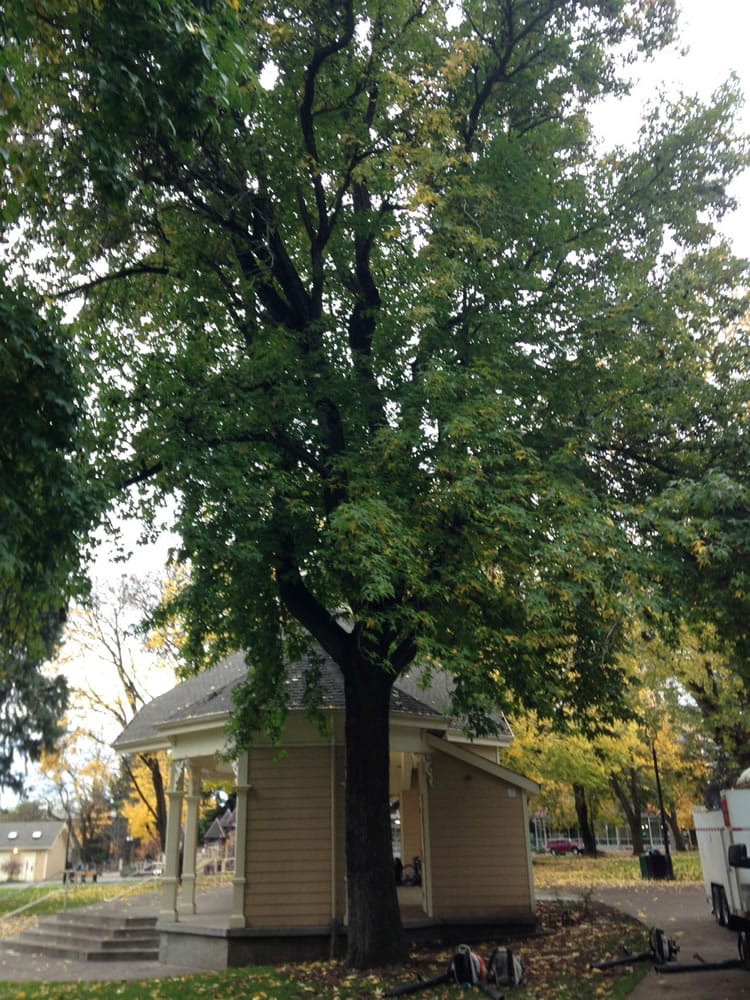 One of the three Esther Short Park sweetgum trees damaged by a late-September windstorm also stands too close to the pavilion.