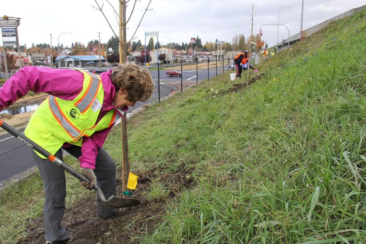 Cyndi Ellis plants a tree during Saturday morning's volunteer landscaping effort at the 78th Street interchange on Interstate 5.