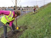 Cyndi Ellis plants a tree during Saturday morning's volunteer landscaping effort at the 78th Street interchange on Interstate 5.