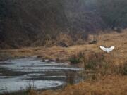 An egret lands near a side channel along the East Fork Lewis River on Friday.