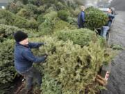 Boy Scouts from Troop 434, including Kolton Bebcock, left, unload Christmas trees for recycling at McFarlane's Bark in Vancouver.