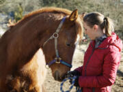 Julie Kennedy visits with Snickers at Cantera Equestrian Center on Monday in Camas. Snickers was one of two horses taken from a massive animal neglect case in Spokane.