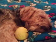 Anyone who has seen Daisy, a female terrier, is asked to call East Padden Animal Hospital at 360-892-1500.