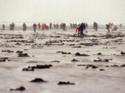 Razor clam digging switches to morning tides on March 30 this year.