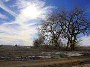 Trees dominate a field through which the Keystone XL pipeline is planned to run, near Bradshaw, Neb. The company behind the controversial Keystone XL pipeline from Canada to the U.S Gulf Coast has asked the U.S. State Department to pause its review of the project. TransCanada said Nov. 2, 2015, a suspension would be appropriate while it works with Nebraska authorities for approval of its preferred route through the state.