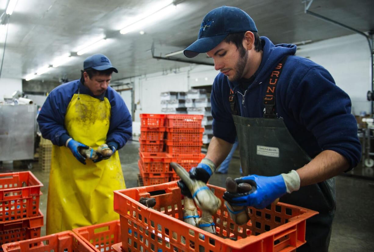 Enri Mendoza, left, and Daniel Sandoval sort geoduck at Taylor Shellfish Farms in Shelton in December.