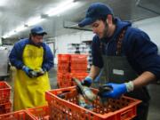 Enri Mendoza, left, and Daniel Sandoval sort geoduck at Taylor Shellfish Farms in Shelton in December.