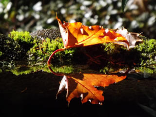 October reader photos: Fall foliage photo gallery