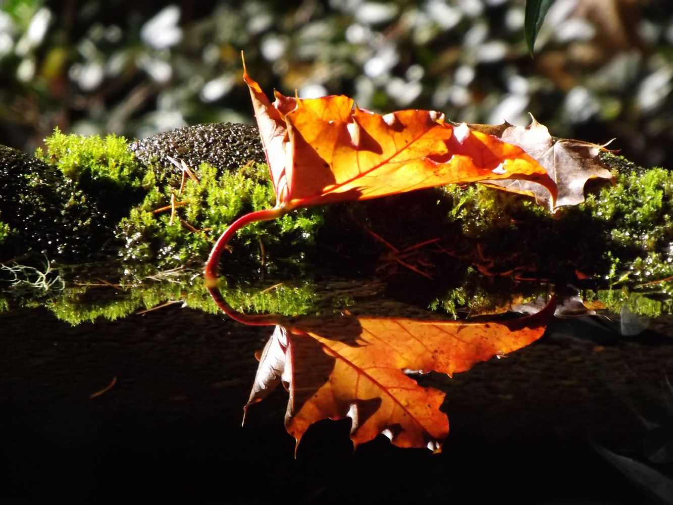 Reflection of fall in our birdbath. Photo taken 10/22/2015 in Hockinson.