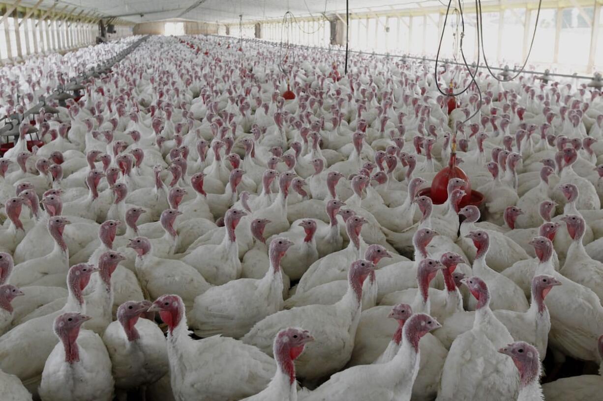 Turkeys raised without the use of antibiotics at David Martin's farm in Lebanon, Pa.