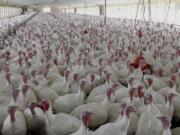 Turkeys raised without the use of antibiotics at David Martin's farm in Lebanon, Pa.