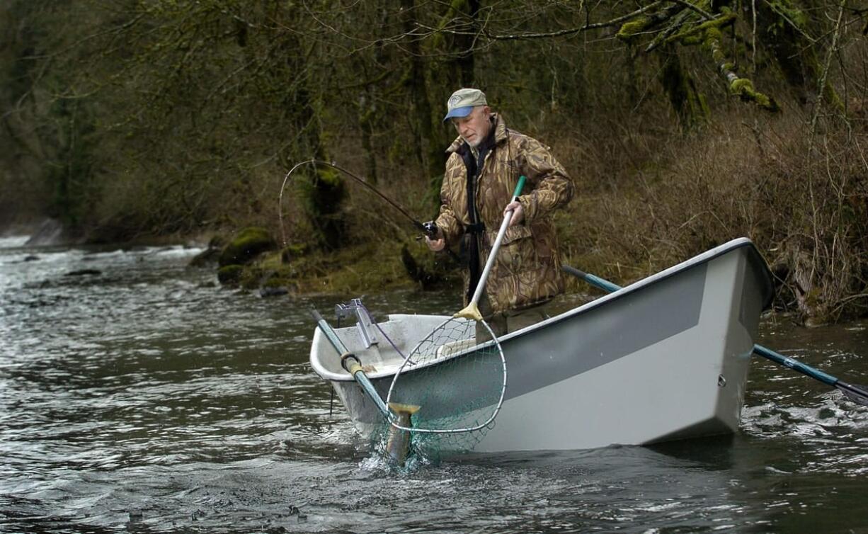 Ed Wickersham of Ridgefield nets a hatchery winter steelhead downstream of Lewisville Park on the East Fork of the Lewis River.