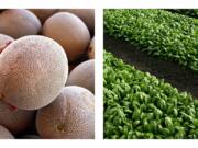 An operator of a fruit and vegetable stand near Denver holds a cantaloupe, Sept. 16, 2011, and untainted spinach grows near Castroville, Calif., Sept. 18, 2006. The Food and Drug Administration issued new produce safety rules Friday in the wake of large foodborne illness outbreaks over the last decade, including deadly outbreaks linked to fresh spinach, cantaloupes and cucumbers.