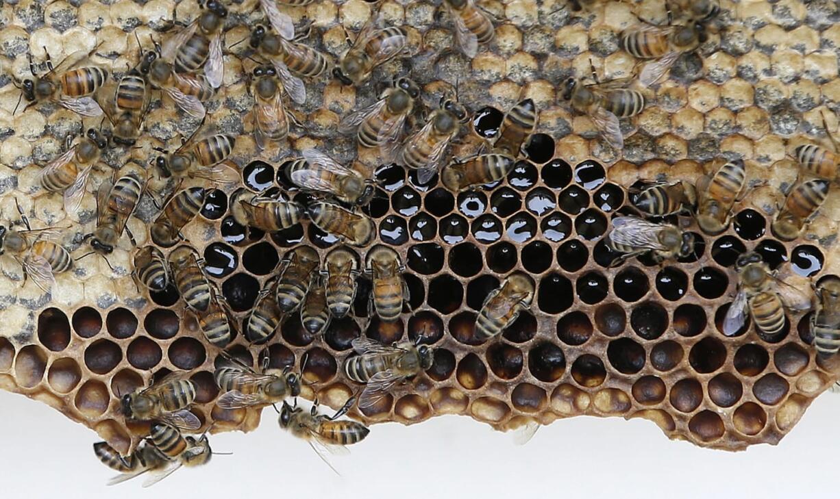 Bees clamor on their honeycomb during a hive inspection.