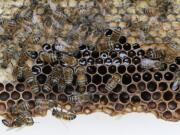 Bees clamor on their honeycomb during a hive inspection.