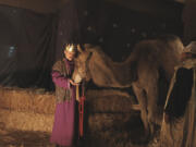 The camel named Humphrey, 14, has been working Nativities since he was 3 years old.